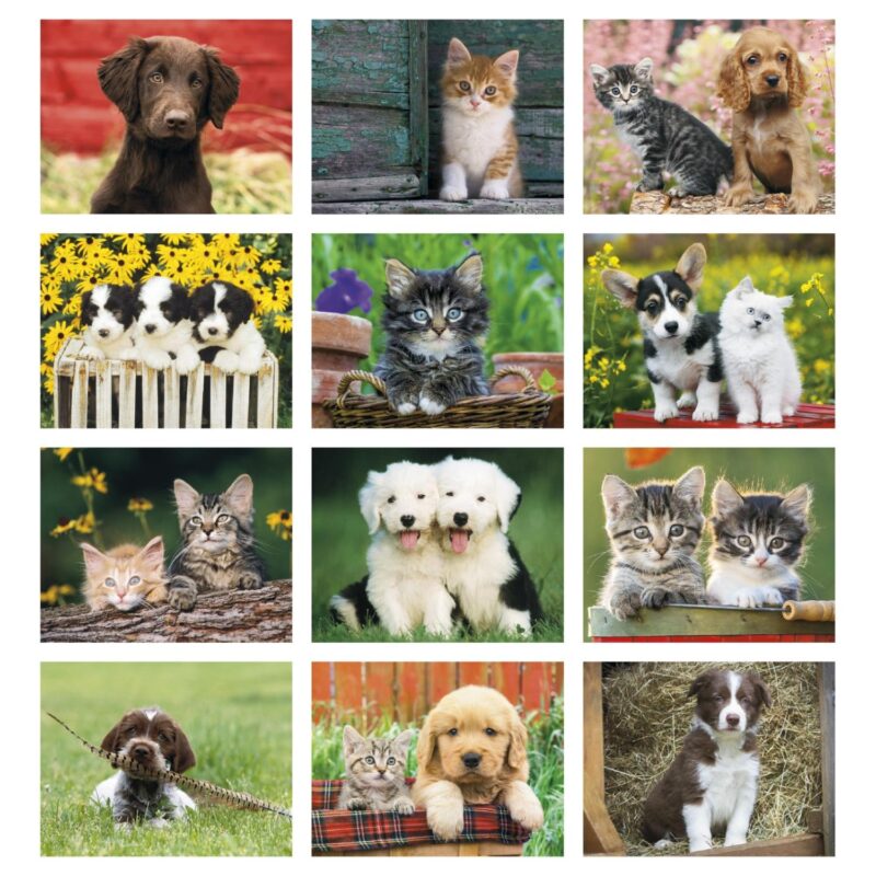 Good Value™ Puppies & Kittens - Spiral Calendar - 7