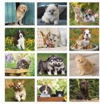 Good Value™ Puppies & Kittens - Window Calendar - 4