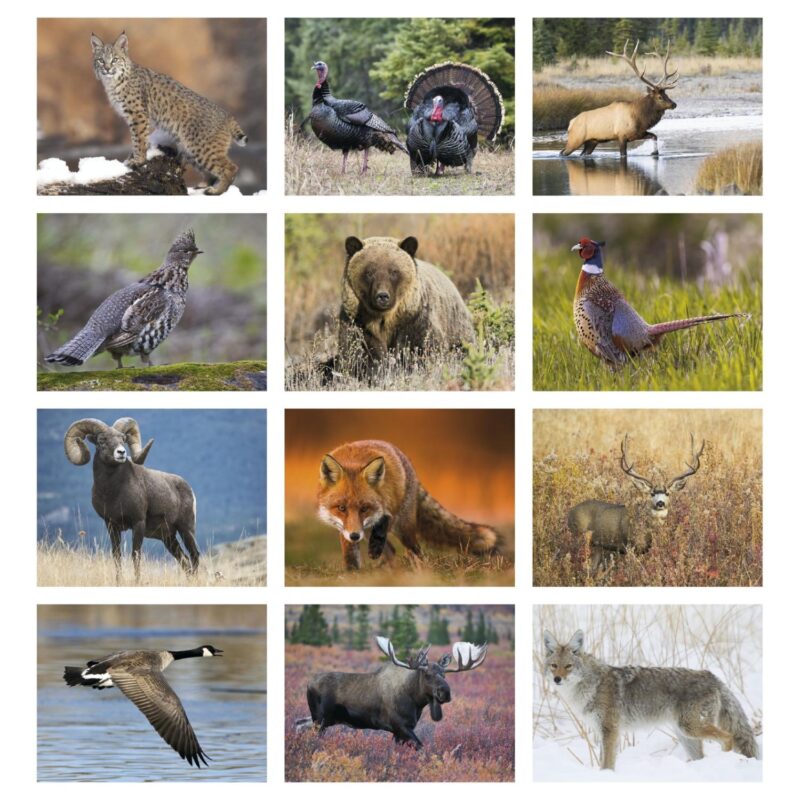 Good Value™ Wildlife Portraits - Stapled Calendar - 7