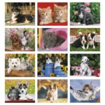 HotLine® Products Four Paws Appointment Calendar - Spiral - 4