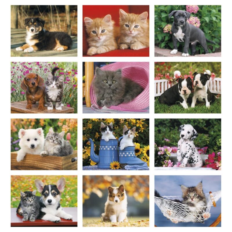 HotLine® Products Four Paws Appointment Calendar - Spiral - 4