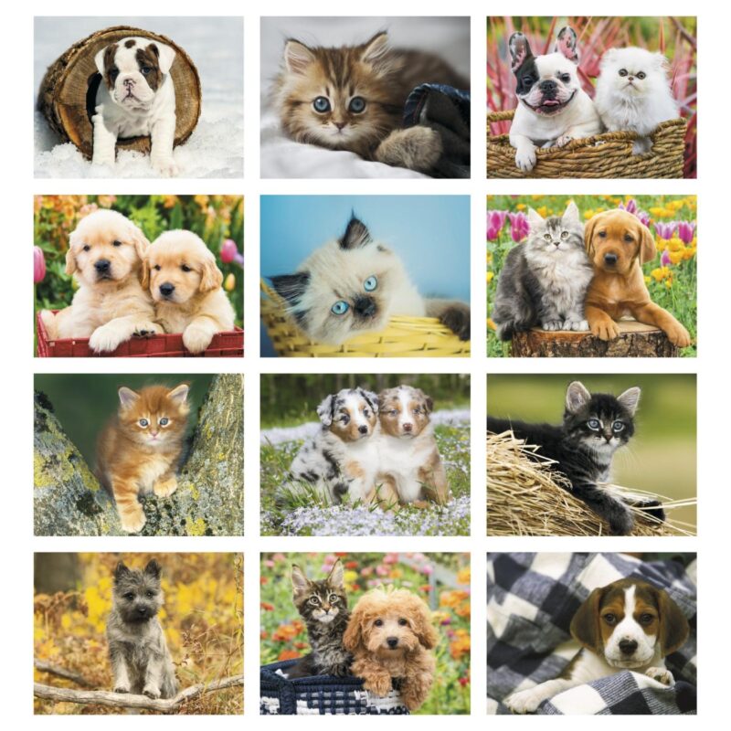 HotLine® Products Four Paws Appointment Calendar - Spiral - 7