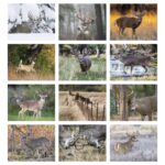 HotLine® Products Trophy Whitetail Deer Appointment Calendar - Stapled - 4